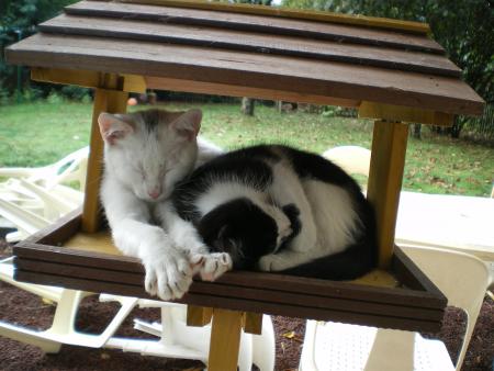 b�b� chat dans la cabane des oiseaux...